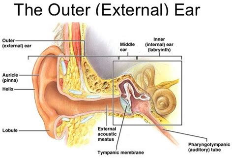 Ear Canal - Causes of Pain, Itchy, Infection, Swollen, Blood, Cyst, Bump