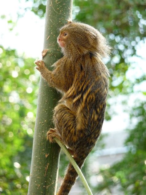 Pygmy Marmoset Facts, Baby, Habitat, Diet, Adaptations, Pictures