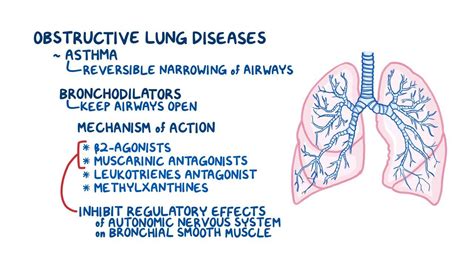 Bronchodilators: Beta 2-agonists and muscarinic antagonists | Osmosis