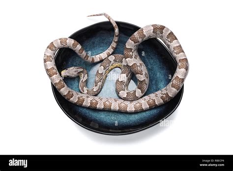 Corn snake isolated on white background Stock Photo - Alamy