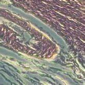 (c) Cell distribution (intestinal mucous membrane). | Download Scientific Diagram