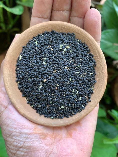 Aranya Basil seeds(Sabja seeds/Tukmaria) – Aranya India