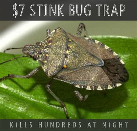 DIY Stink Bug Trap That Catches 100s Of Stink Bugs At Night For $7 - Homestead & Survival