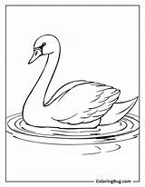 26 Swan Coloring Pages Free Printable PDFs sketch template