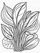 Vegetable Coloring Pages  Bunch Of Spinach Leaves Simple sketch template
