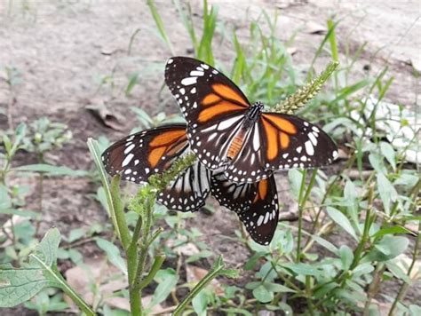 Danaus melanippus indicus | Butterfly