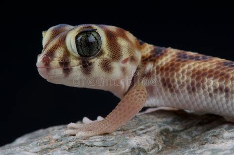 Wonder gecko stock photo. Image of wildlife, tajikistan - 16060772