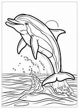 Dolphin Coloring Pages  Fun & Educational Printables For Kids sketch template
