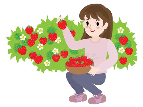 A Woman Doing Strawberry Picking. Stock Vector - Illustration of back ...