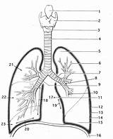 Lungs Coloring Pages sketch template