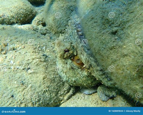 Octopus Vulgaris, Common Octopus Hunting. Stock Photo - Image of undersea, aegean: 160889844