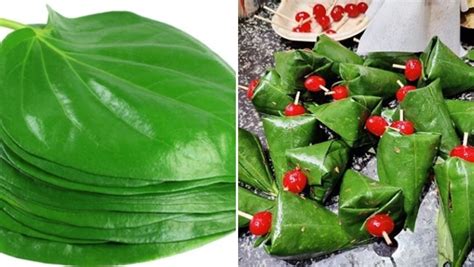 Wonderful benefits of betel leaf as per Ayurveda; how to eat paan in ...