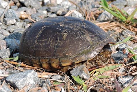 Mud turtle Photograph by Caroline Morse - Pixels