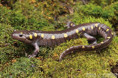 Spotted Salamander