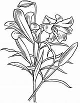 Lily Flower Coloring Pages Sketch Page sketch template