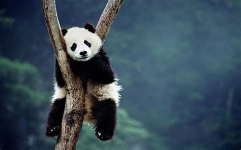 panda wallpaper [1920x1080] : wallpaper