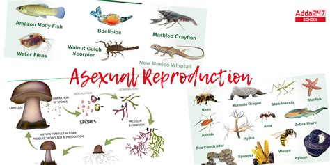 Asexual Reproduction Definition, Examples, Types, Advantages