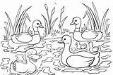 7 Fun Duck And Ducklings Coloring Pages For Children  sketch template