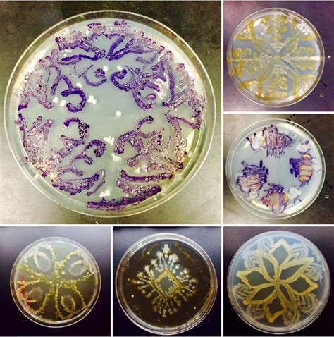 Petri Dish Art