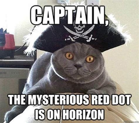 Pirate cat, Cats, Cute cats