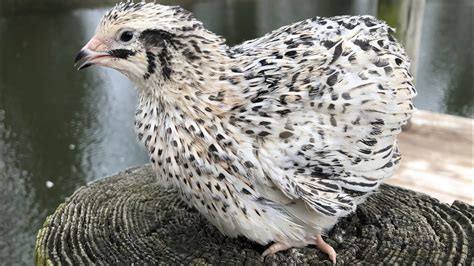 All about the pearl coturnix quail at Myshire Farm - YouTube