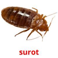 23 FREE Insects Flashcards | PDF | Filipino Words