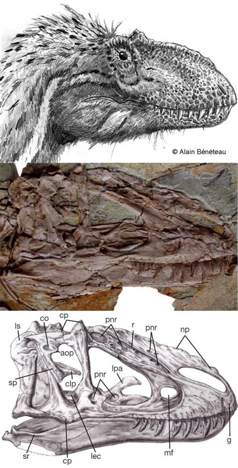 Yutyrannus huali | 恐竜, 岩石