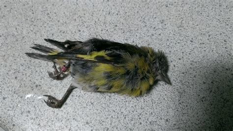 European goldfinch disease problems - Aussie Finch Forum