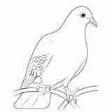 Dove Coloring Page For Kids  Free Pigeons And Doves Printable sketch template
