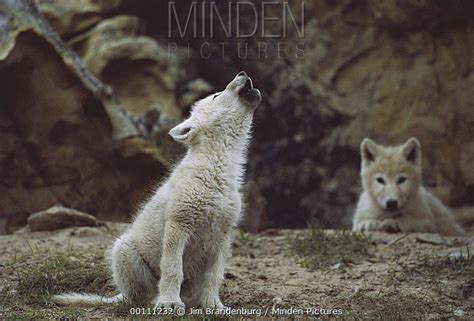 Baby Arctic Wolf Howling