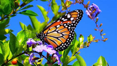 Butterfly Spring Wallpapers - Wallpaper Cave