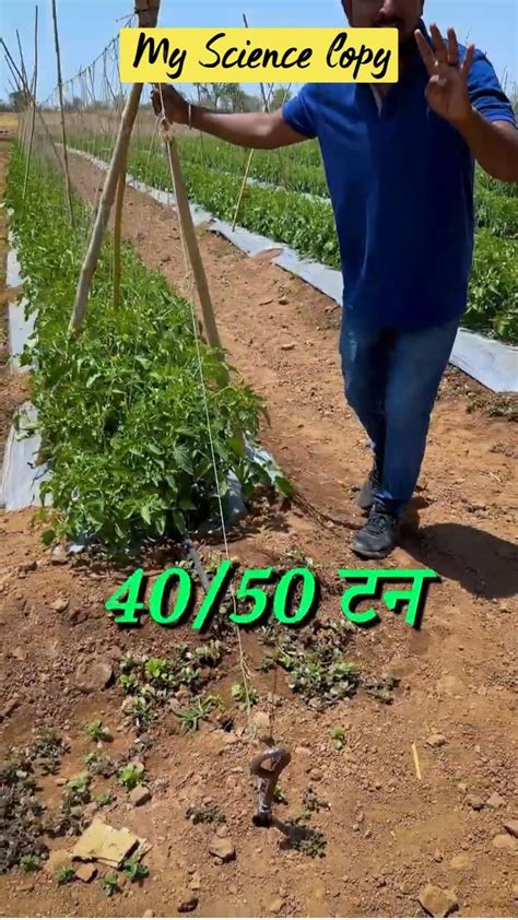 Tomato Farming Techniques 2024, Modern Tomato Farming Techniques😀 😃 😄🥰 ...