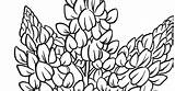 Download Our Printable Wildflower Coloring Pages sketch template