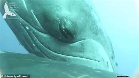 Incredible videos shows a Humpback whale nursing her calf under the waters of Hawaii | Daily ...