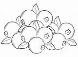Cranberry For Kids Coloring Page  Free Printable Pages sketch template