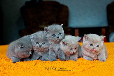 British Shorthair and scottish kittens. by BritishCatHouse on DeviantArt