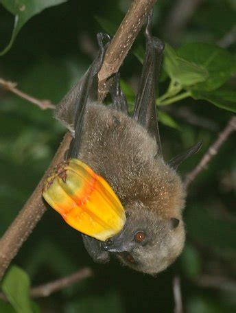 The Samoan Flying Fox - The National Park of American Samoa