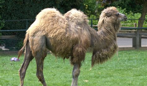 Bactrian Camel - Pictures, Facts & Information