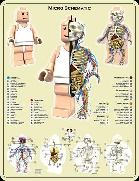 The Anatomy of a Lego Minifig Is as Fascinating as It Is Spooky | Lego, Idées lego, Anatomie