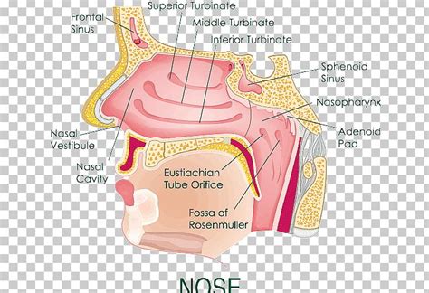 Nose clipart diagram, Nose diagram Transparent FREE for download on ...