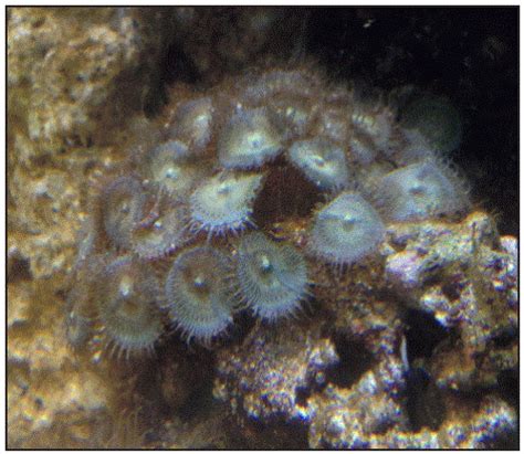 Palytoxin: is this danger in your reef tank? Info and advice