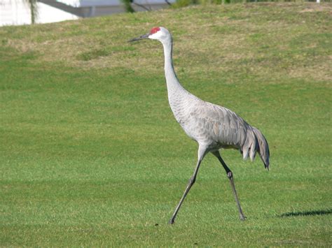 Sandhill Crane Free Photo Download | FreeImages