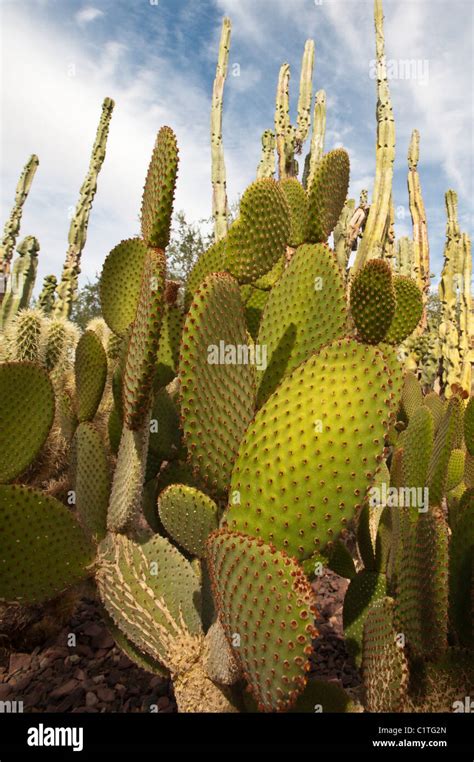 Phoenix, Arizona. Cactus at the Desert Botanical Garden Stock Photo - Alamy