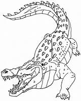Crocodile Coloring Page  Pages sketch template