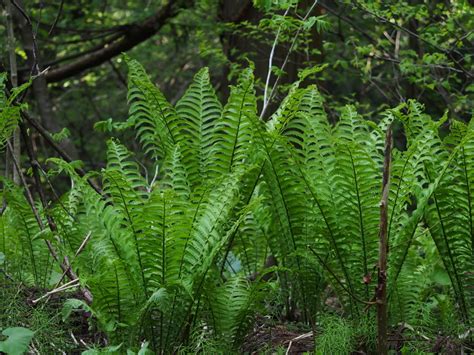 Edible Ferns: Identifying, Growing & Harvesting Fiddleheads