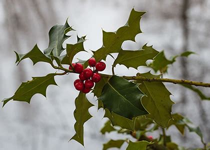 Plant of the Winter Solstice: Holly – CornellBotanicGardens