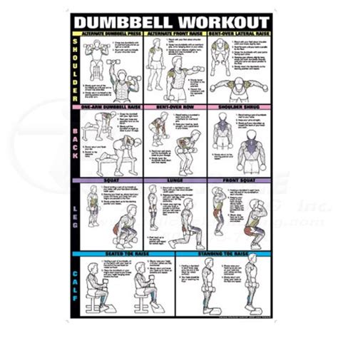 Dumbbell Workout Fitness Chart Shoulders, Back, Leg & Calf 0CHNFC13E | Full Circle Padding