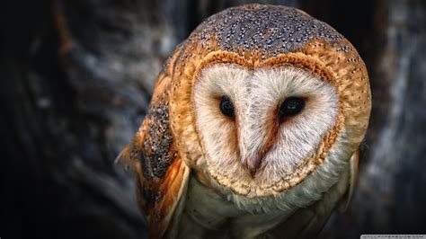 owl Full HD Fond d'écran and Arrière-Plan | 2560x1440 | ID:502651