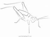 Cricket Green Coloring Pages  sketch template