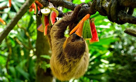 What Do Sloths Eat? - A-Z Animals